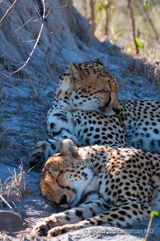 20090618_101957 D300 (1) X1.jpg - Cheetah at Selinda Spillway (Hunda Island) Botswana